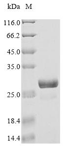 Recombinant Glycine max FT-like protein (FTL3)