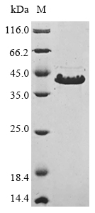 Recombinant Mycoplasma pneumoniae Cytadherence high molecular weight protein 3 (hmw3), partial