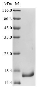 Recombinant Pseudomonas aeruginosa Major outer membrane lipoprotein (oprI)
