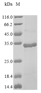 Recombinant African swine fever virus Phosphoprotein p30 (Ba71V-93)