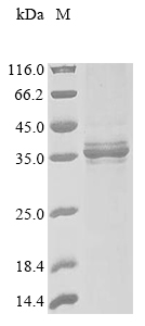 Recombinant Dog Erythropoietin receptor (EPOR), partial
