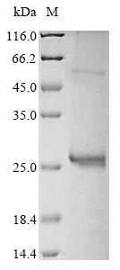 Recombinant Vaccinia virus Protein L1(VACWR088),partial