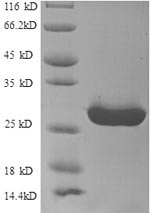 Recombinant Human HLA class II histocompatibility antigen, DR alpha chain(HLA-DRA),partial