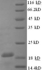 Recombinant Guinea Pig Interferon gamma (Ifng), partial