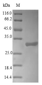 Recombinant Arabidopsis thaliana L-ascorbate peroxidase 2, cytosolic (APX2), partial