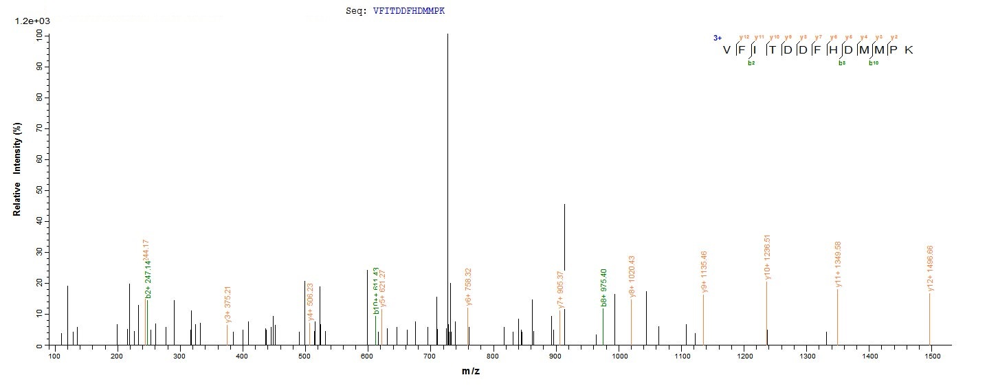 Recombinant Human Endoplasmin (HSP90B1), partial
