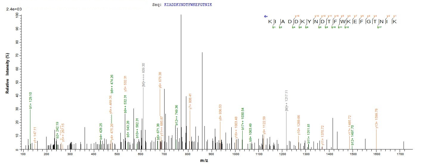 Recombinant Human Endoplasmin (HSP90B1), partial