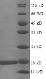 Recombinant Escherichia coli 30S ribosomal protein S11 (rpsK)