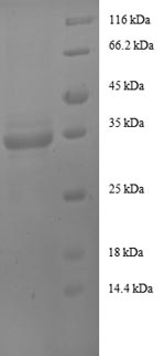Recombinant Rat Insulin-like growth factor I (Igf1)