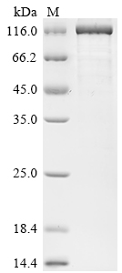 Recombinant Escherichia coli Beta-galactosidase (lacZ)