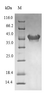 Recombinant Escherichia coli 3-oxoacyl-[acyl-carrier-protein] synthase 1 (fabB)