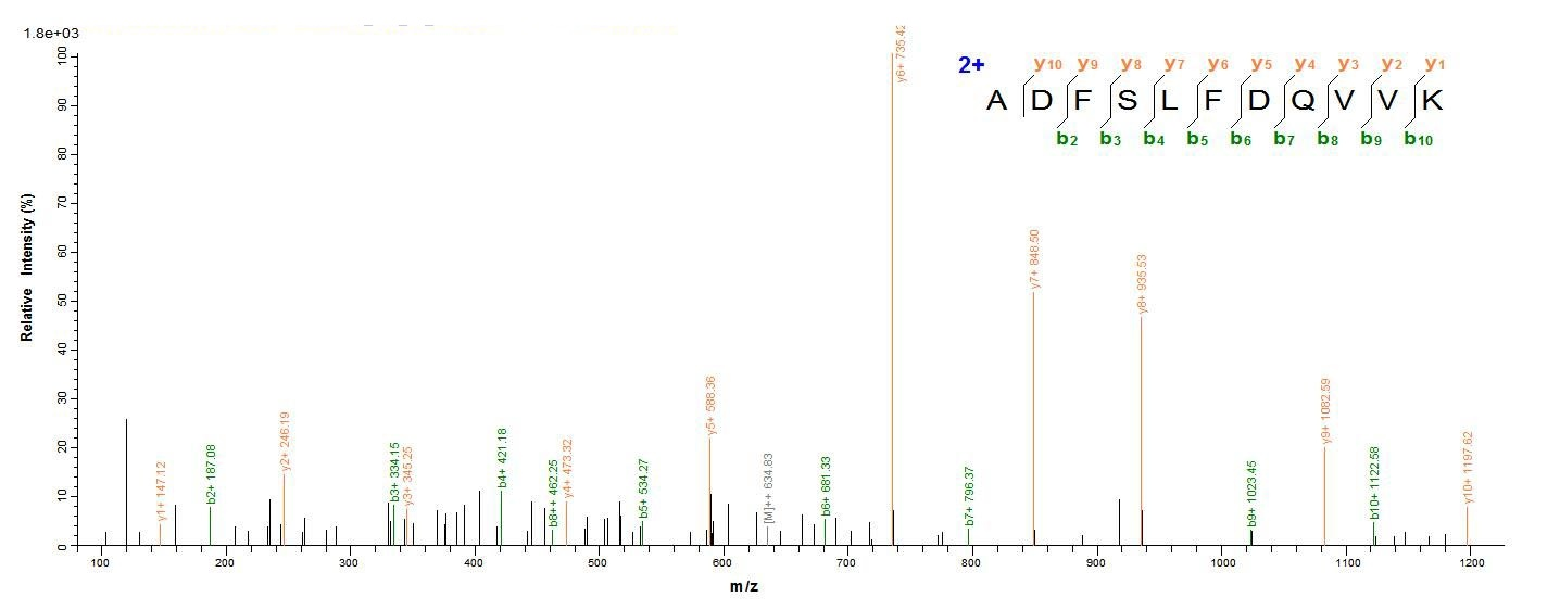 Recombinant Human ATP-sensitive inward rectifier potassium channel 10 (KCNJ10), partial
