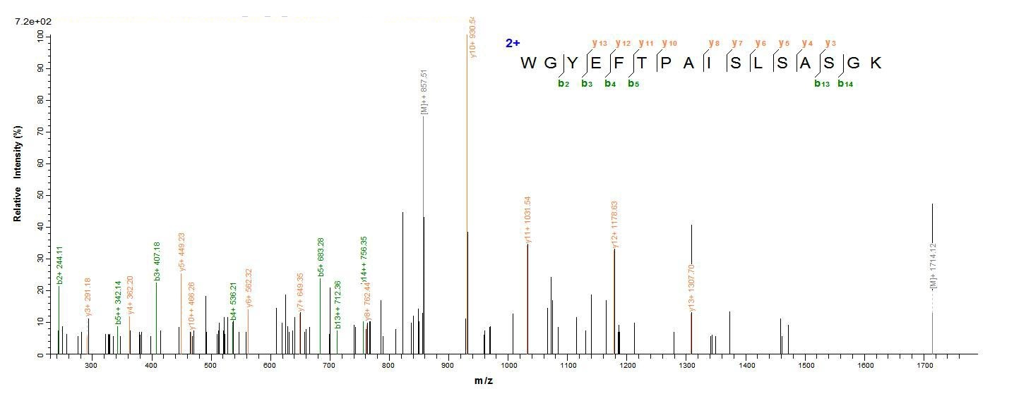 Recombinant Human ATP-sensitive inward rectifier potassium channel 10 (KCNJ10), partial