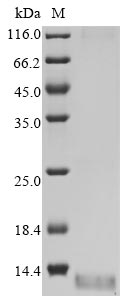 Recombinant Human coronavirus HKU1 Non-structural protein 4 (4)