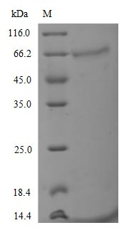 Recombinant Human Tyrosine-protein kinase receptor UFO (AXL) (D266N), partial
