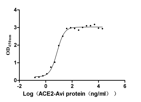 Recombinant Human Novel Coronavirus Spike glycoprotein(S) (E484K),partial (Active)