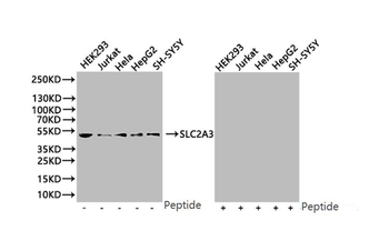 SLC2A3 Antibody