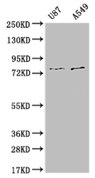 SLC25A12 Antibody