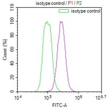 HMGCL Antibody