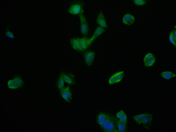 NTHL1 Antibody