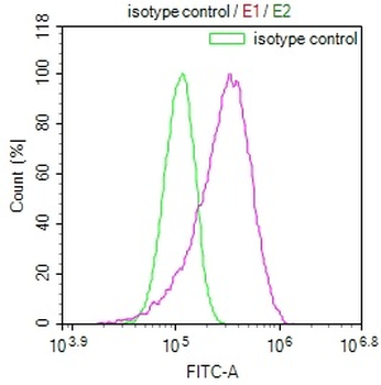 NTHL1 Antibody