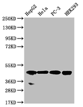 NSDHL Antibody