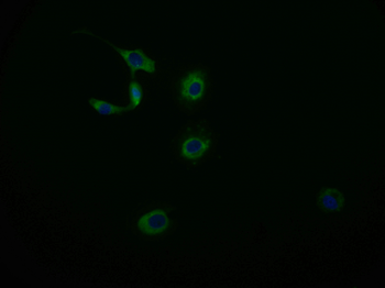 MAS1L Antibody