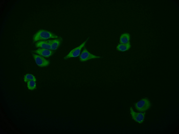 MAS1L Antibody