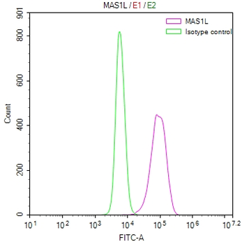 MAS1L Antibody