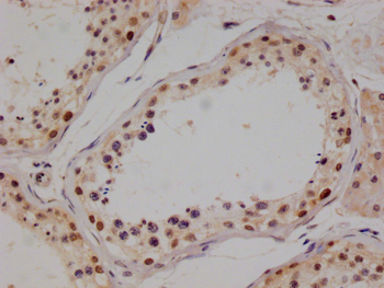 PIN4 Antibody