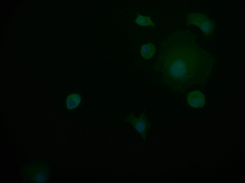 PIN4 Antibody