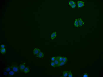 RGS6 Antibody