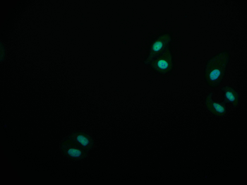 KAT8 Antibody
