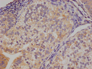 YWHAG Antibody