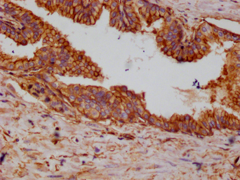 ANXA2 Antibody