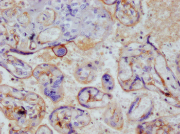 THBD Antibody