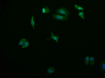 USP24 Antibody