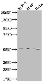 FADS1 Antibody