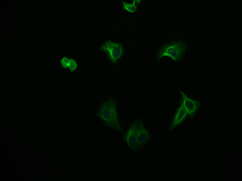 FADS1 Antibody