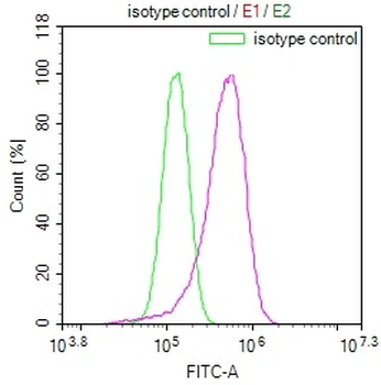 FADS1 Antibody