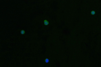 PRSS2 Antibody