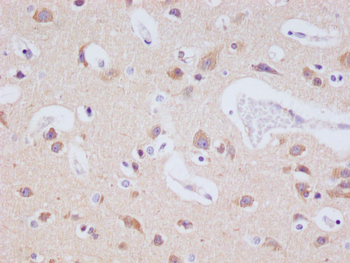 MAPK10 Antibody