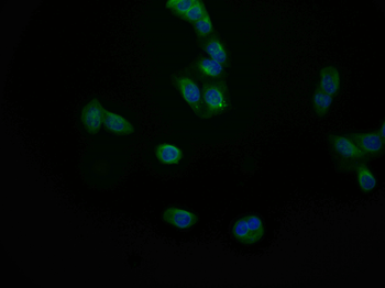 MAPK10 Antibody