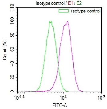 MAPK10 Antibody