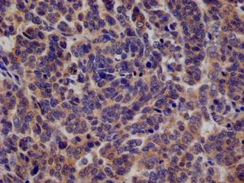 KIFAP3 Antibody