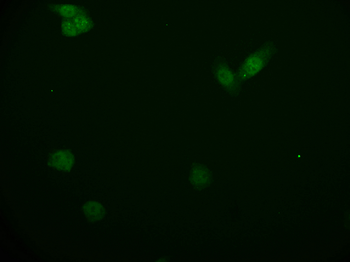 KIFAP3 Antibody