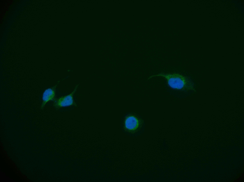 DBF4 Antibody