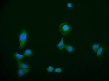 DNAJA1 Antibody