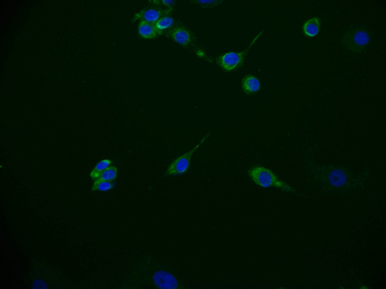 ITGA6 Antibody