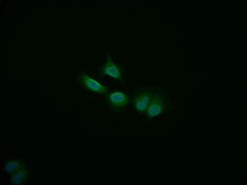 COPS3 Antibody